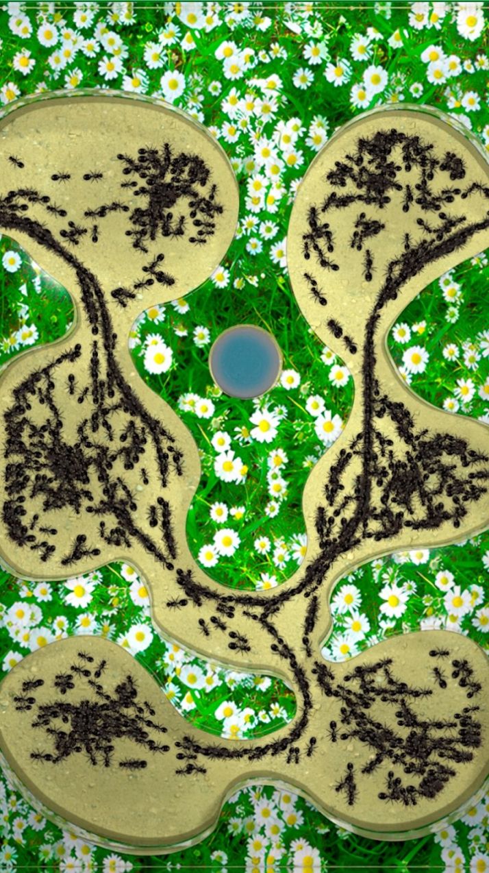 蚂蚁农场游戏安卓版图片2